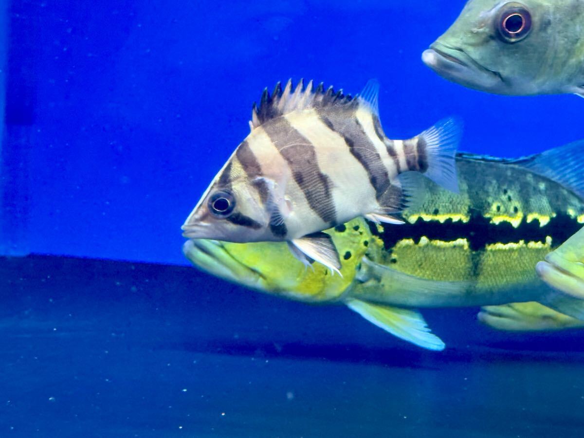 ダトニオ aquashopTR☆ダトニオ リアルバンド7cm±☆ aquashopTR 