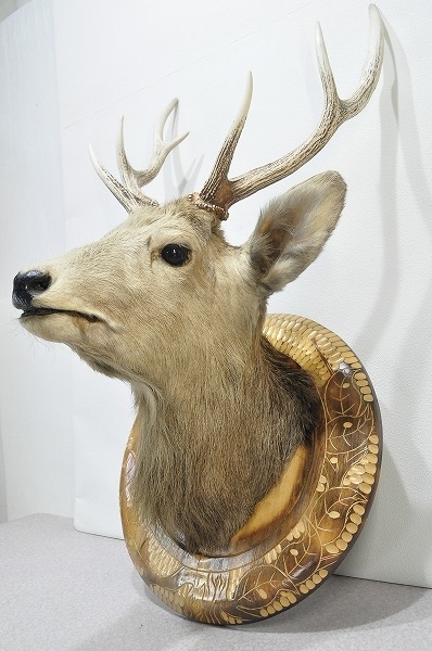 中古□ 鹿 トロフィー 剥製 ハンティングトロフィー 壁飾り オブジェ