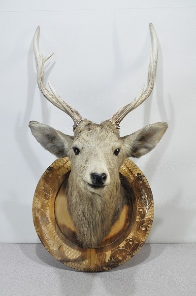 中古□ 鹿 トロフィー 剥製 ハンティングトロフィー 壁飾り オブジェ