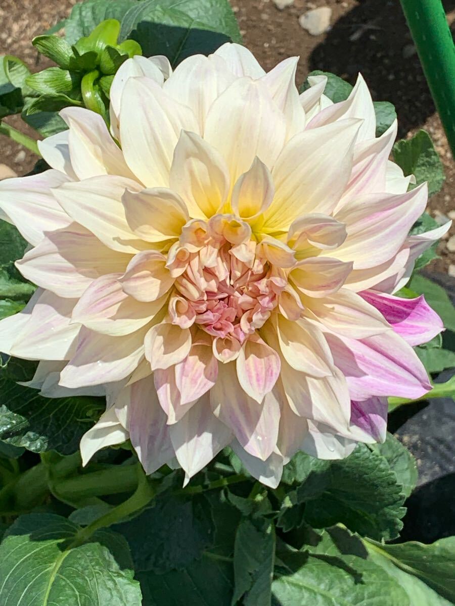 ダリア球根カフェ・オ・レ1株_1