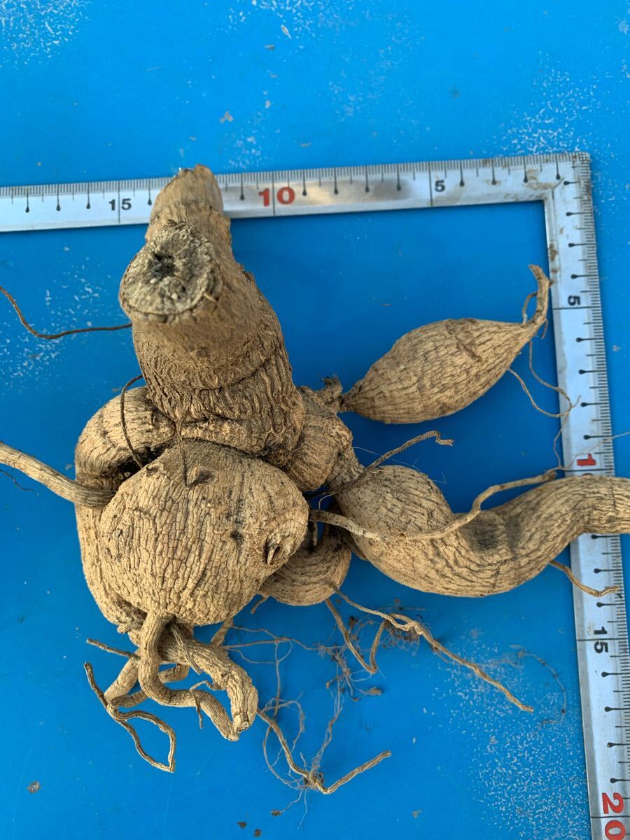 ダリア球根カフェ・オ・レ1株_2