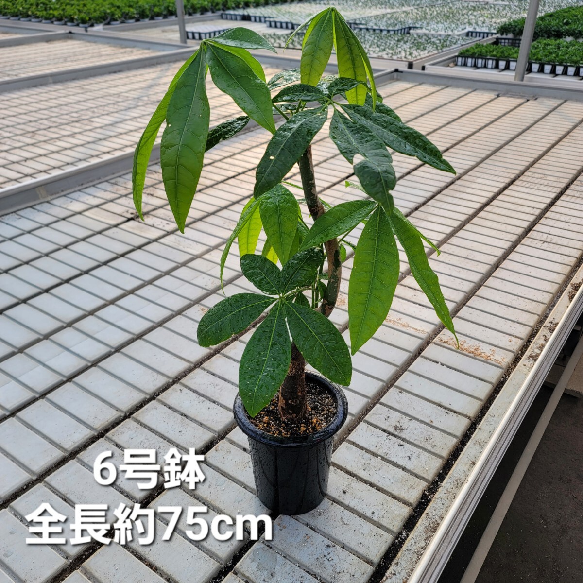 ２　パキラ　曲げ　観葉植物_1