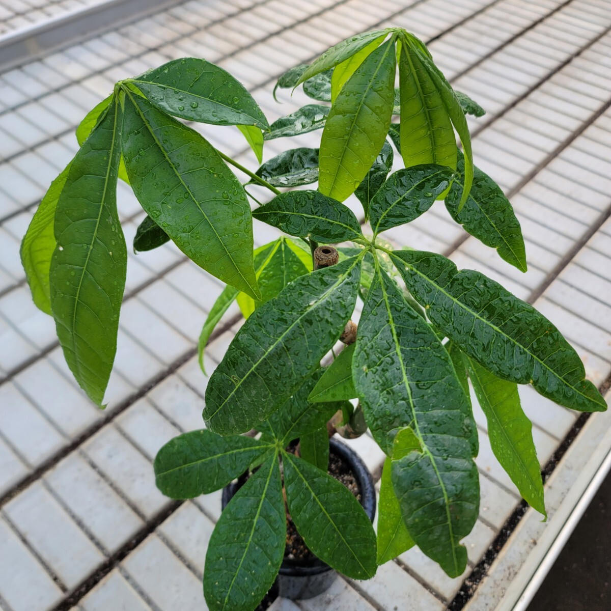 ２　パキラ　曲げ　観葉植物_2