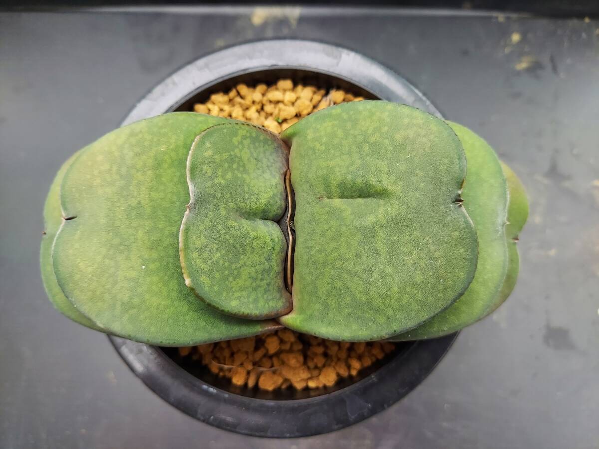 幅広ピランシー　　ガステリア_1