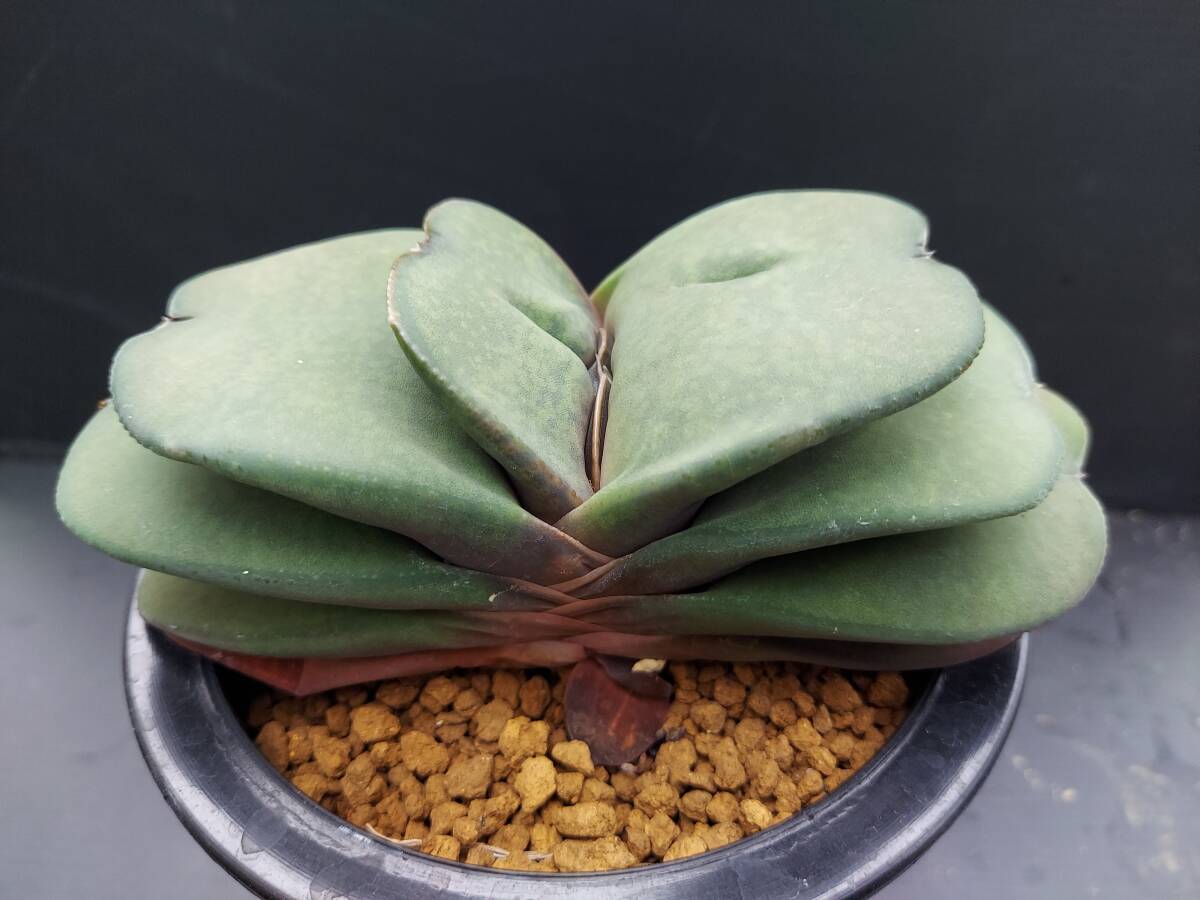 幅広ピランシー　　ガステリア_2