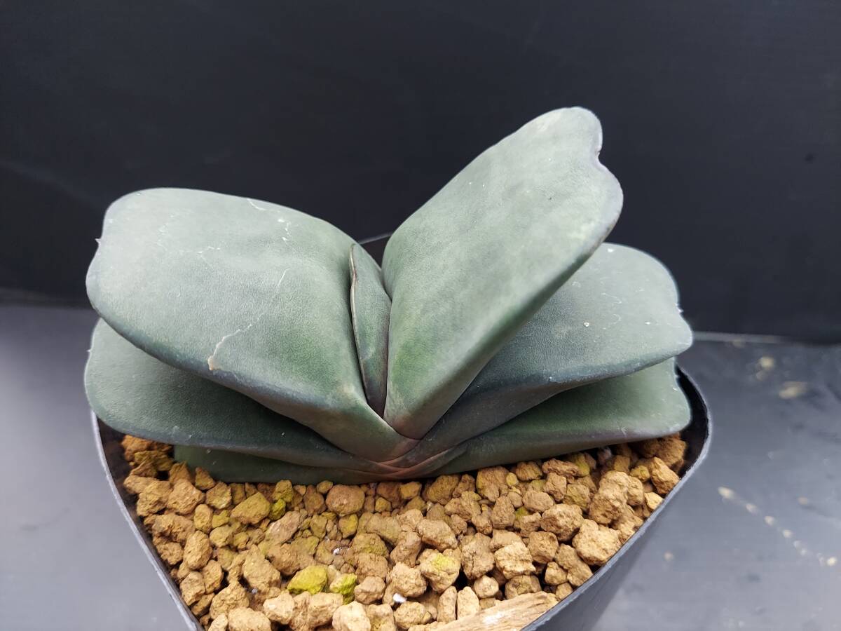 幅広ピランシー　　ガステリア_4