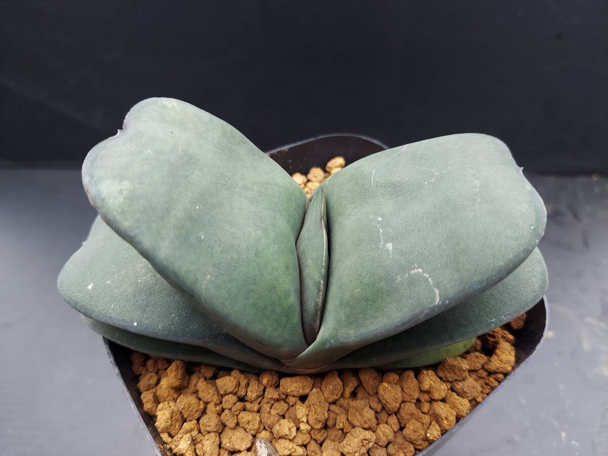 幅広ピランシー　　ガステリア_5