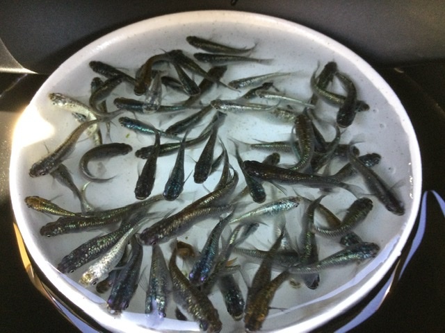 【現物出品】 ネプチューン 未選別 ３０匹＋α Ｓ～Ｍサイズ ２０２４年生まれ 約２０〜４０mm位 メダカ 色味いろいろ_1