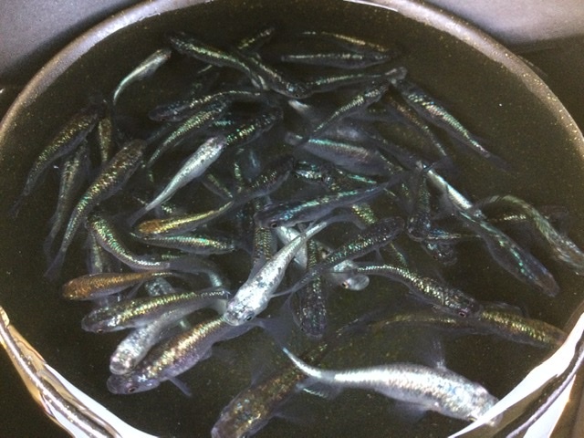 【現物出品】 ネプチューン 未選別 ３０匹＋α Ｓ～Ｍサイズ ２０２４年生まれ 約２０〜４０mm位 メダカ 色味いろいろ_10