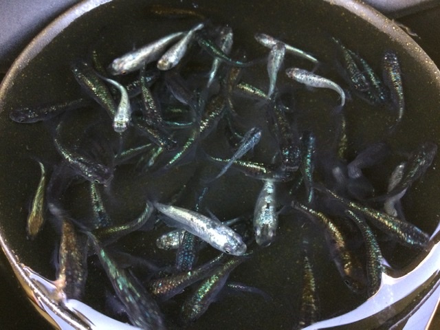 【現物出品】 ネプチューン 未選別 ３０匹＋α Ｓ～Ｍサイズ ２０２４年生まれ 約２０〜４０mm位 メダカ 色味いろいろ_2