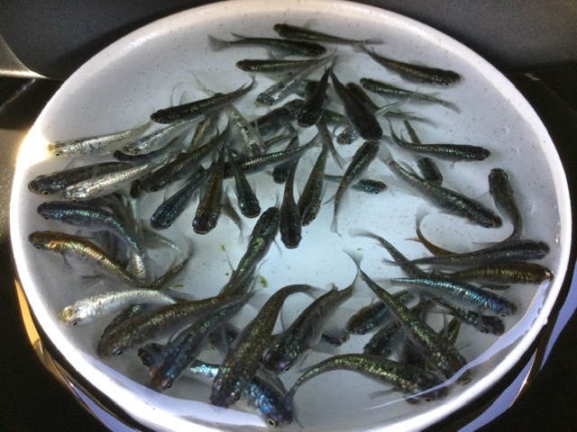 【現物出品】 ネプチューン 未選別 ３０匹＋α Ｓ～Ｍサイズ ２０２４年生まれ 約２０〜４０mm位 メダカ 色味いろいろ_3