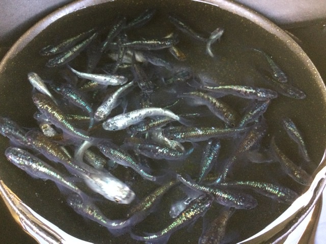 【現物出品】 ネプチューン 未選別 ３０匹＋α Ｓ～Ｍサイズ ２０２４年生まれ 約２０〜４０mm位 メダカ 色味いろいろ_4