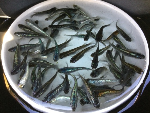 【現物出品】 ネプチューン 未選別 ３０匹＋α Ｓ～Ｍサイズ ２０２４年生まれ 約２０〜４０mm位 メダカ 色味いろいろ_5