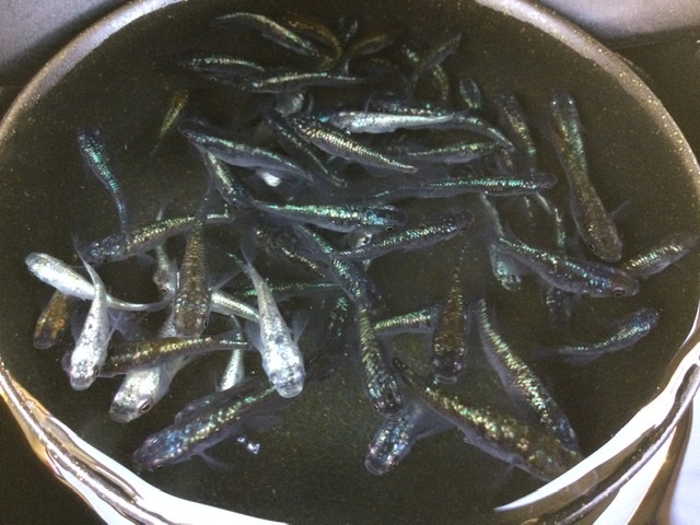 【現物出品】 ネプチューン 未選別 ３０匹＋α Ｓ～Ｍサイズ ２０２４年生まれ 約２０〜４０mm位 メダカ 色味いろいろ_6