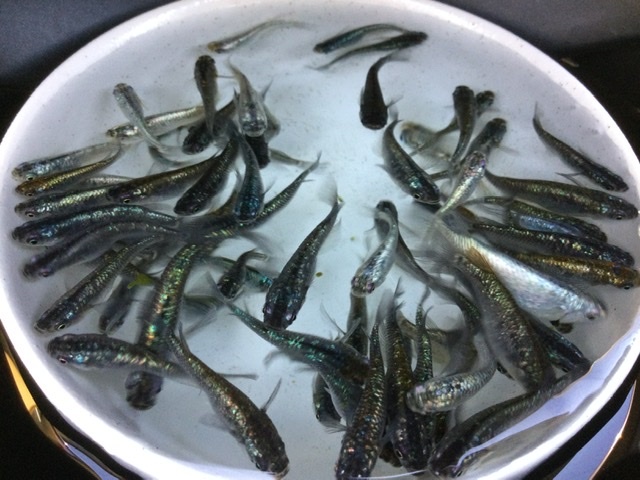 【現物出品】 ネプチューン 未選別 ３０匹＋α Ｓ～Ｍサイズ ２０２４年生まれ 約２０〜４０mm位 メダカ 色味いろいろ_7