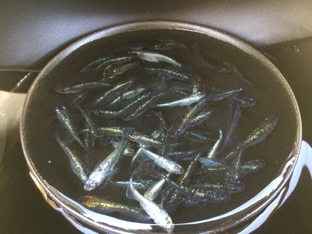 【現物出品】 ネプチューン 未選別 ３０匹＋α Ｓ～Ｍサイズ ２０２４年生まれ 約２０〜４０mm位 メダカ 色味いろいろ_8