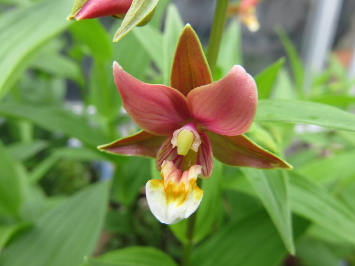 野生蘭/山野草・・紅陽（赤花カキラン）_1