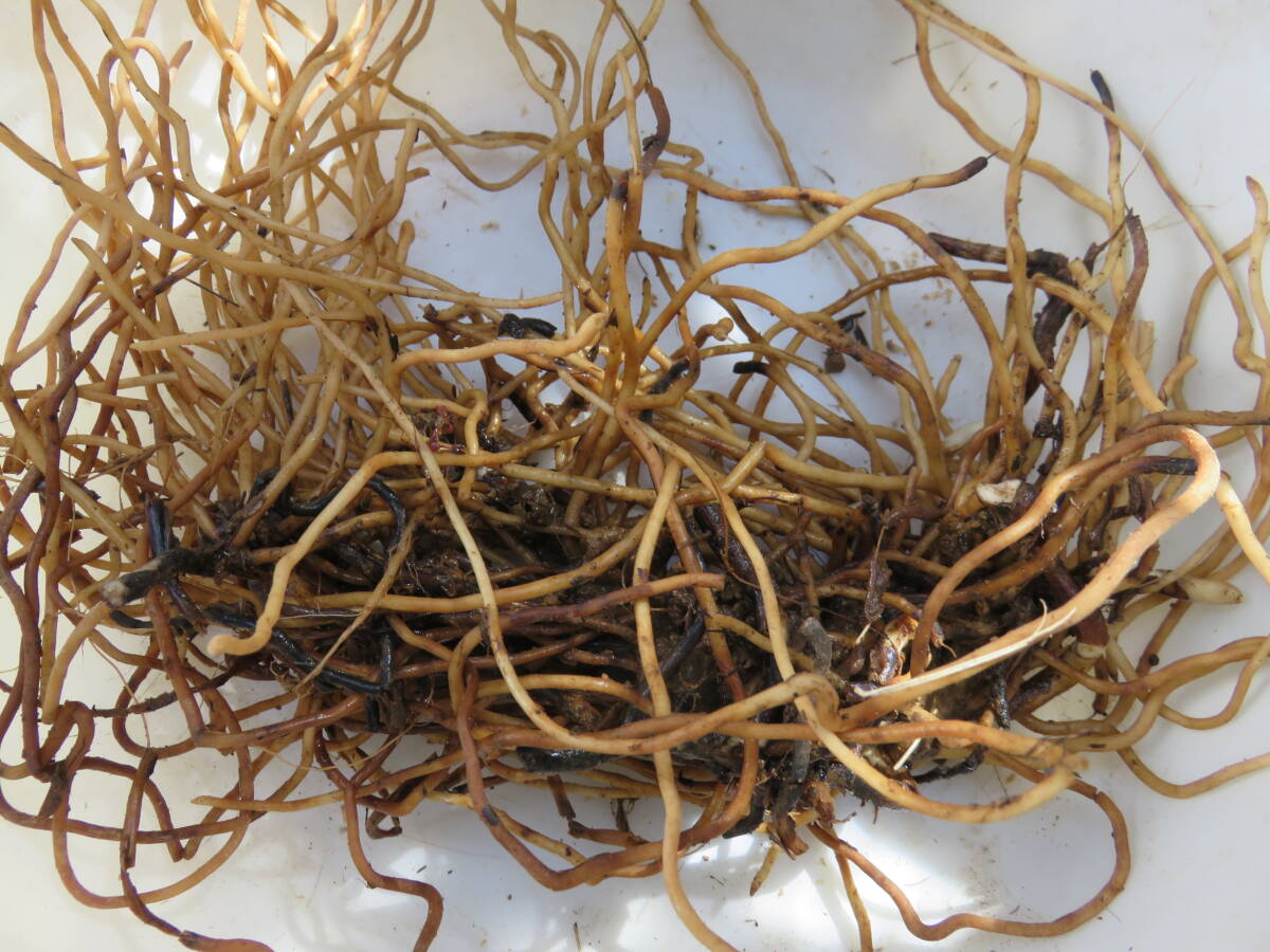 野生蘭/山野草・・紅陽（赤花カキラン）_2