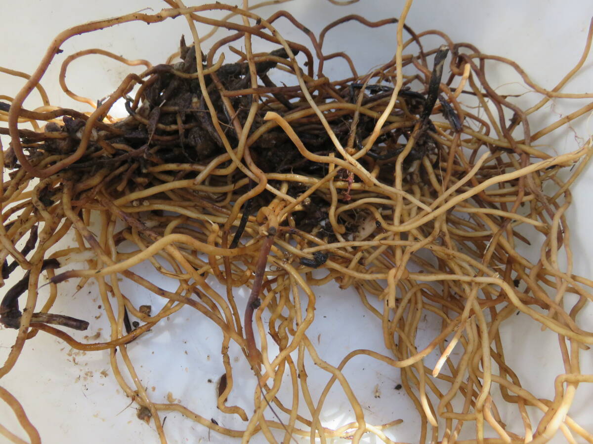 野生蘭/山野草・・紅陽（赤花カキラン）_3