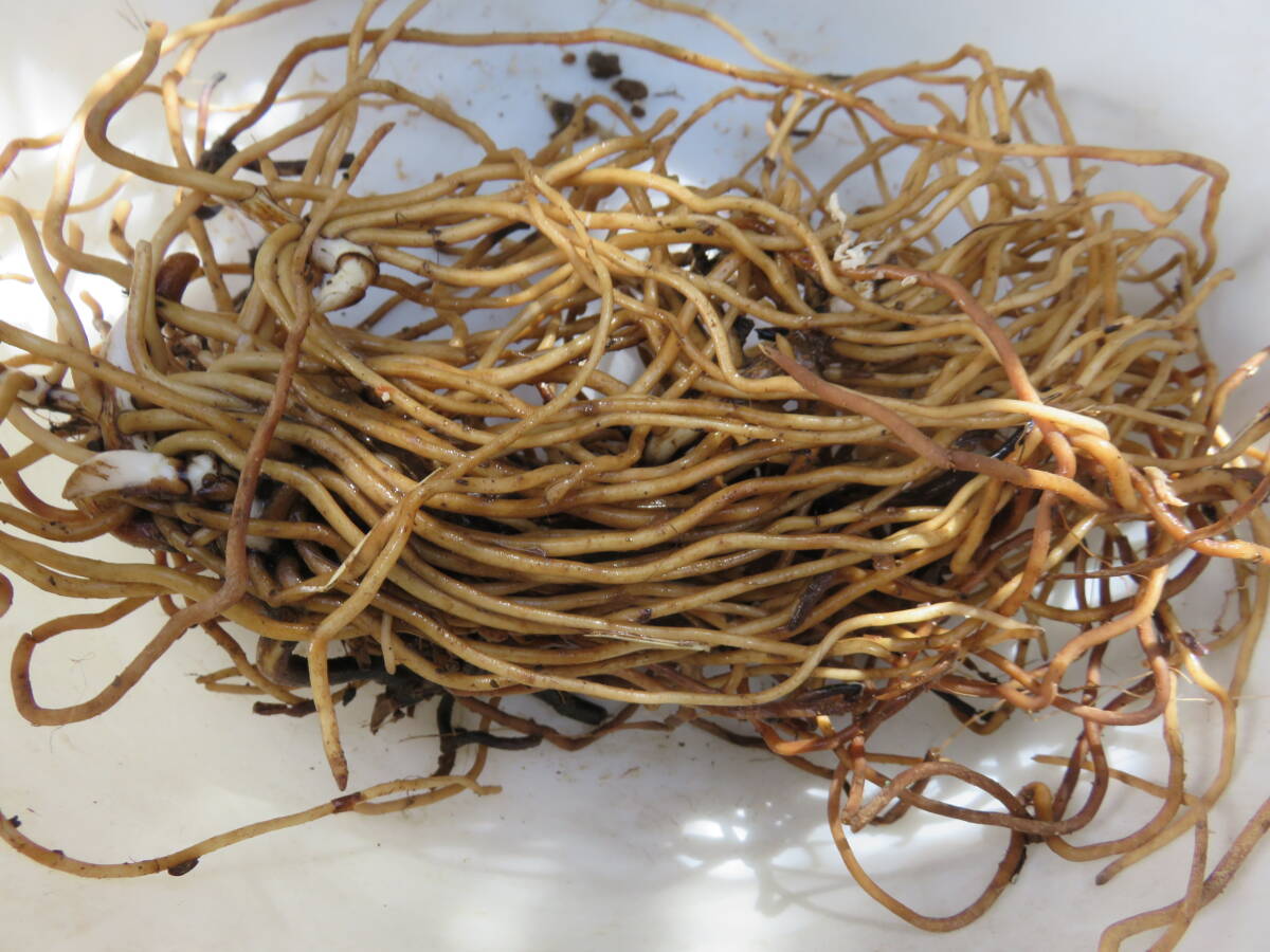 野生蘭/山野草・・紅陽（赤花カキラン）_4