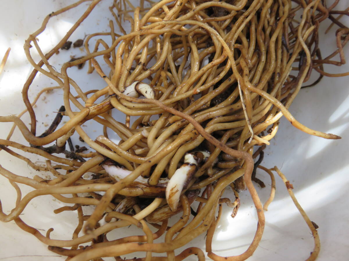 野生蘭/山野草・・紅陽（赤花カキラン）_5