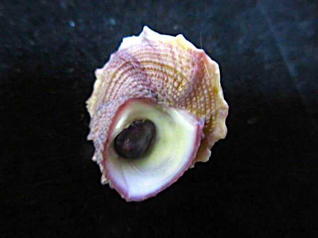 カサウラウズ紀州産貝殻貝標本カニ図鑑骨格骨董ウニサメかわいいインテリア学術標本美術モチーフ化石鉱石アクア水槽熱帯魚剥製昆虫_1