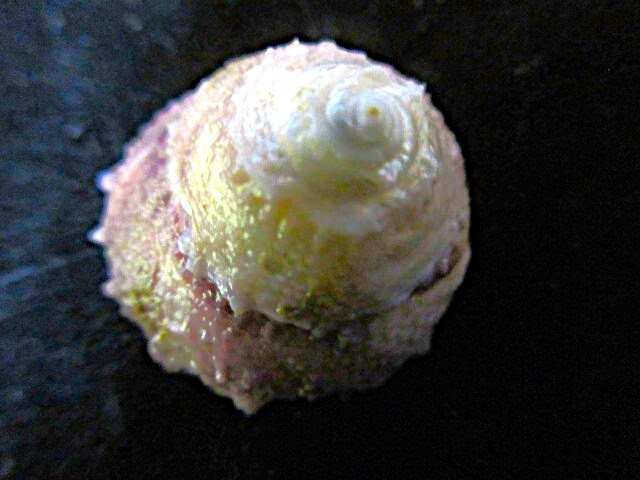 カサウラウズ紀州産貝殻貝標本カニ図鑑骨格骨董ウニサメかわいいインテリア学術標本美術モチーフ化石鉱石アクア水槽熱帯魚剥製昆虫_2