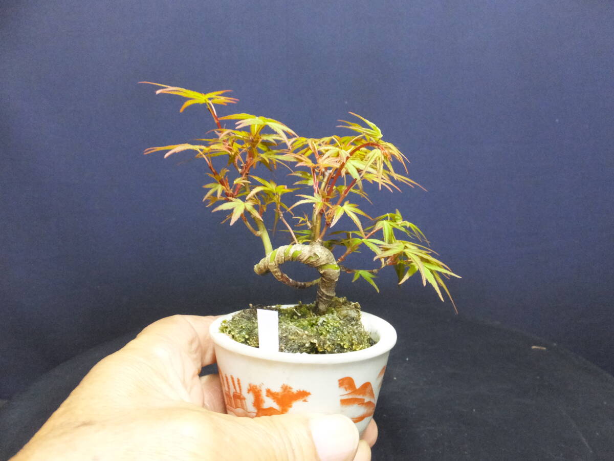 舞姫もみじ ミニ盆栽 樹高8.5cm 超ミニ 豆 太幹 模様木 小葉性 織姫
