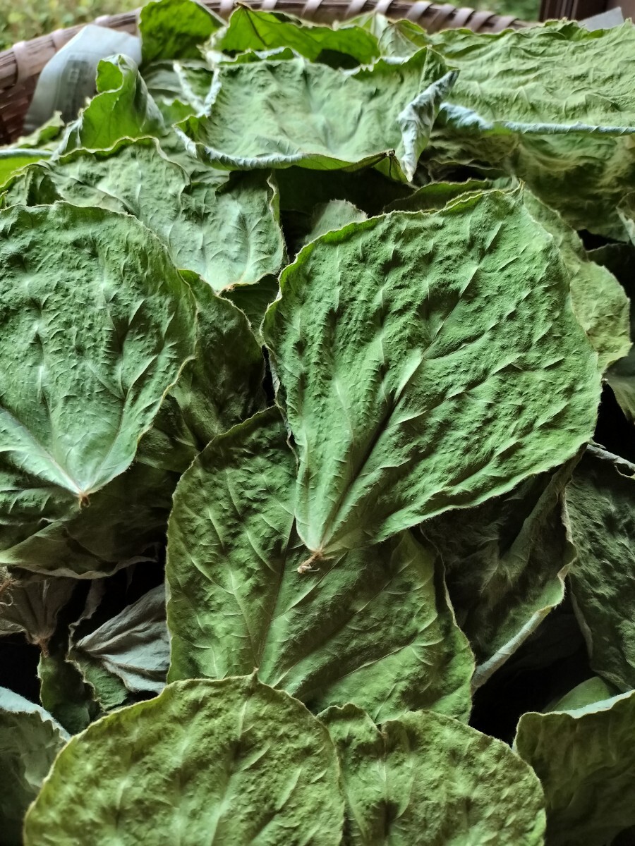 山形県産 乾燥 葛の葉 30g_2