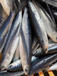 1品物お得 約1１キロ 高級小ぶりなトビウオ 大物釣り 餌 約１１キロ 鮮魚物冷凍 エサ ク