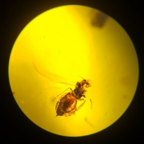 虫入り琥珀 ビルマ琥珀 ミャンマー産 コハク 白亜紀 昆虫 アンバー 標本 No.28_1