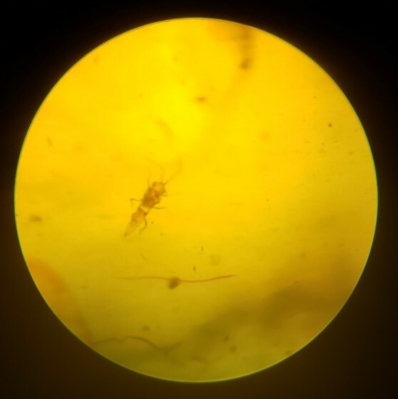 虫入り琥珀 ビルマ琥珀 ミャンマー産 コハク 白亜紀 昆虫 アンバー 標本 No.28_2