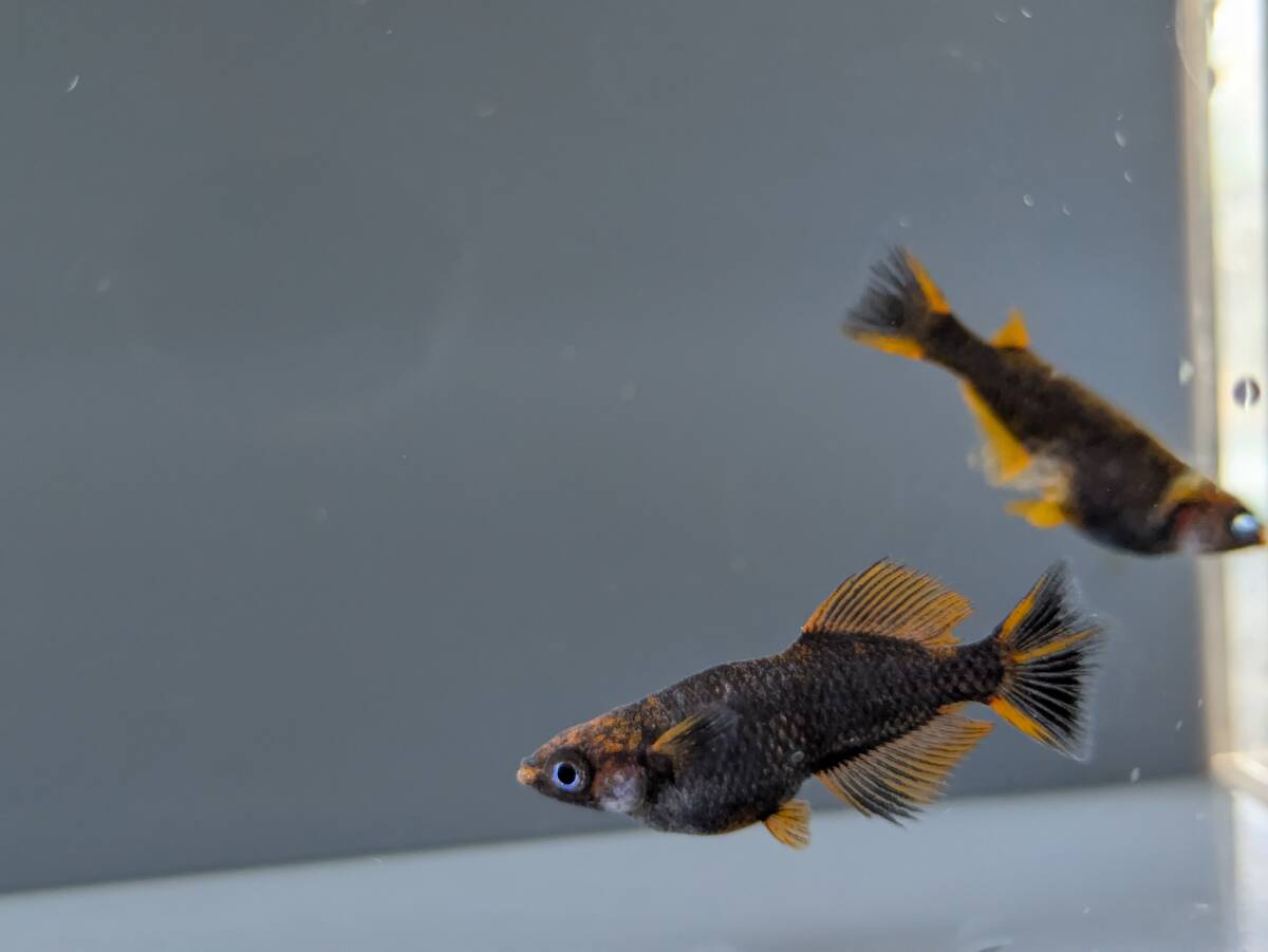 【三太郎めだか】『五式タイプR　ブルーアイ　光体型』めだか　オス1　メス2＊現物出品 _2