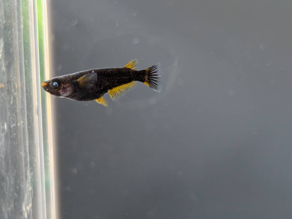 【三太郎めだか】『五式タイプR　ブルーアイ　光体型』めだか　オス1　メス2＊現物出品 _3