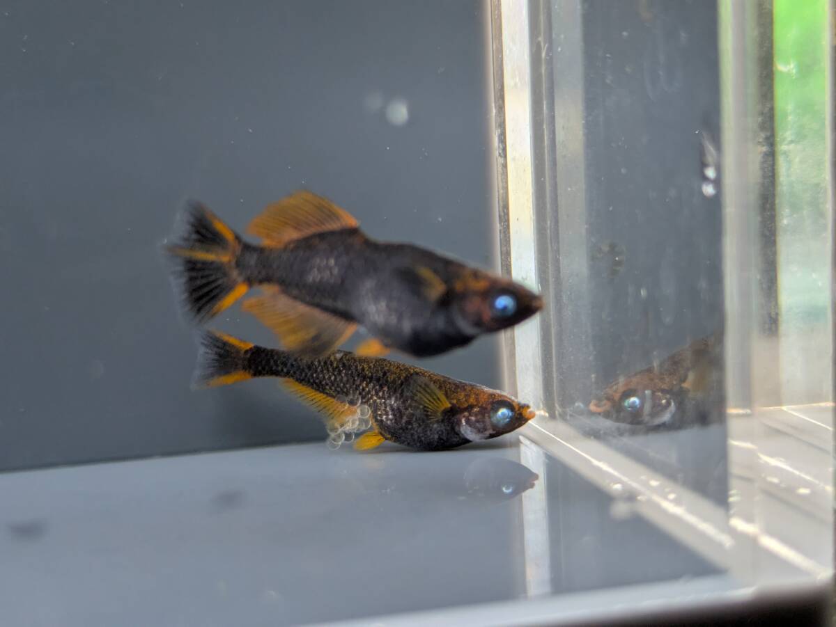 【三太郎めだか】『五式タイプR　ブルーアイ　光体型』めだか　オス1　メス2＊現物出品 _4