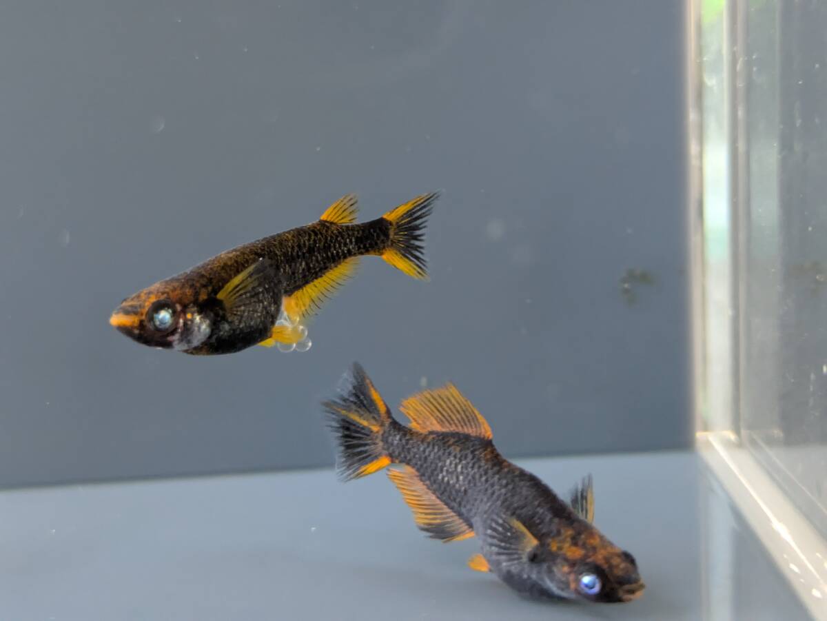 【三太郎めだか】『五式タイプR　ブルーアイ　光体型』めだか　オス1　メス2＊現物出品 _5