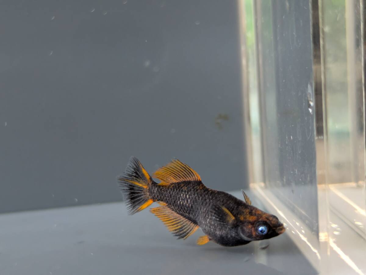 【三太郎めだか】『五式タイプR　ブルーアイ　光体型』めだか　オス1　メス2＊現物出品 _7