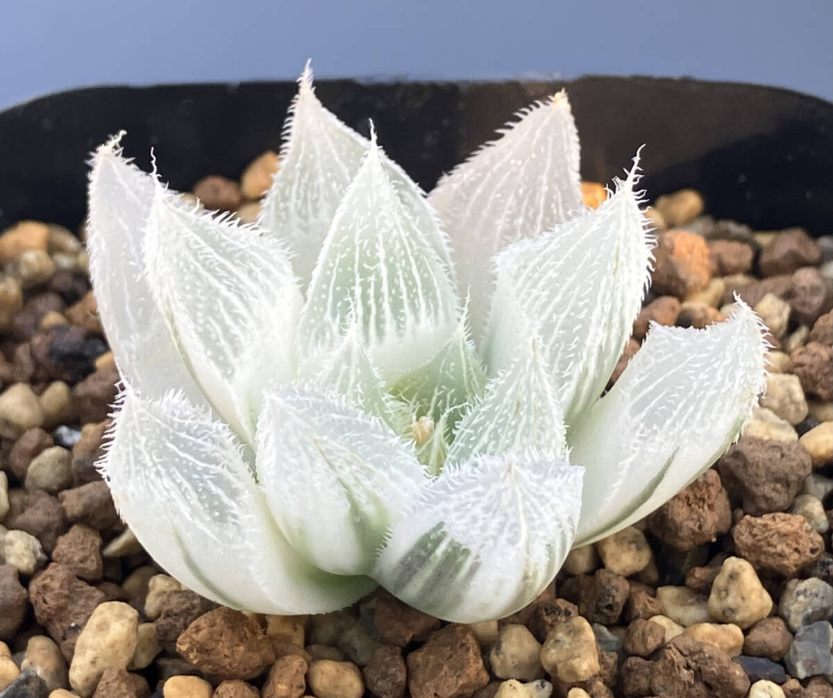◇多肉植物◇ハオルチア◇白狐伝(サボテン)｜売買されたオークション