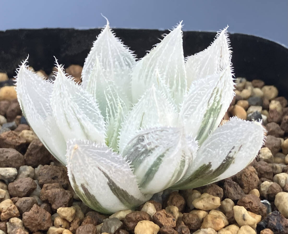 ◇多肉植物◇ハオルチア◇白狐伝(サボテン)｜売買されたオークション