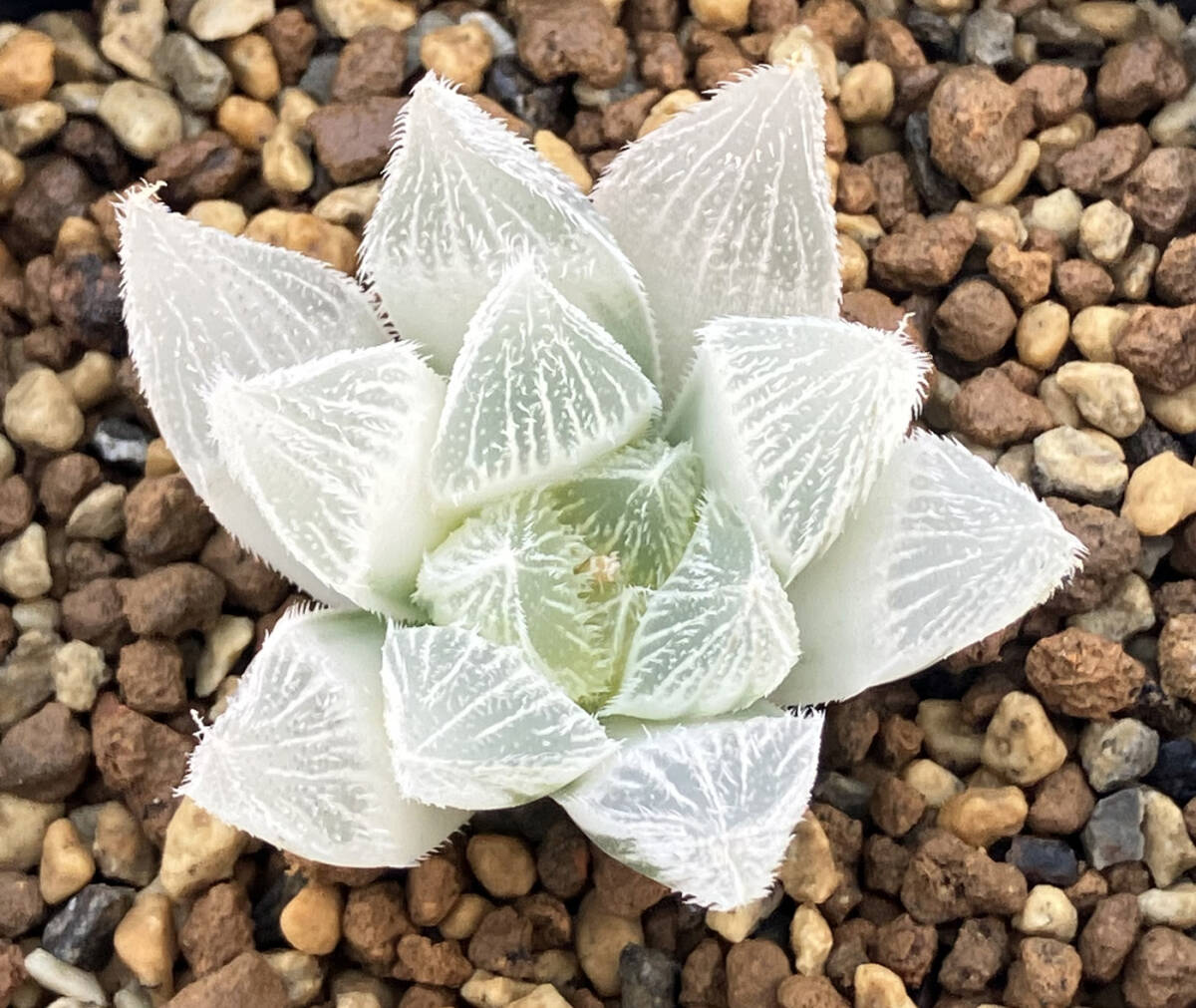 ◇多肉植物◇ハオルチア◇白狐伝(サボテン)｜売買されたオークション