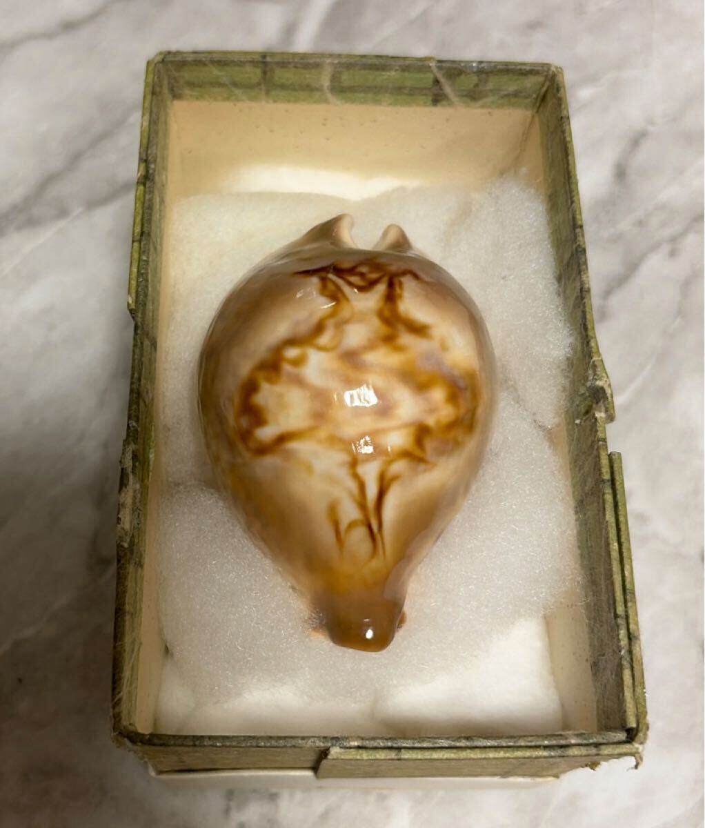 超希少)リュウグウダカラ 貝殻 標本 タカラガイ 竜宮宝 宝貝(科学