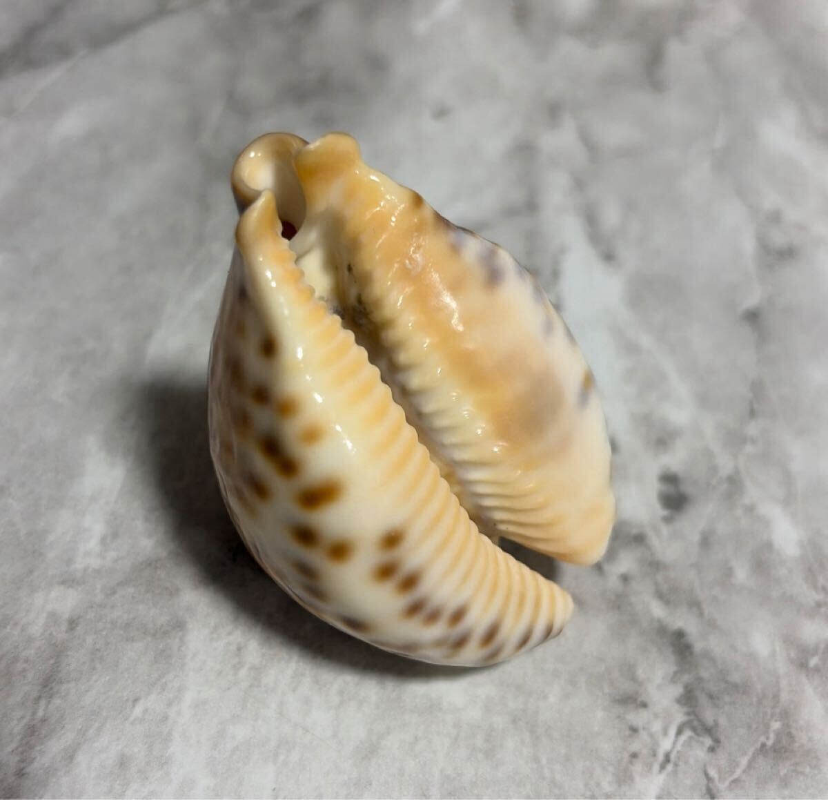超希少)リュウグウダカラ 貝殻 標本 タカラガイ 竜宮宝 宝貝(科学