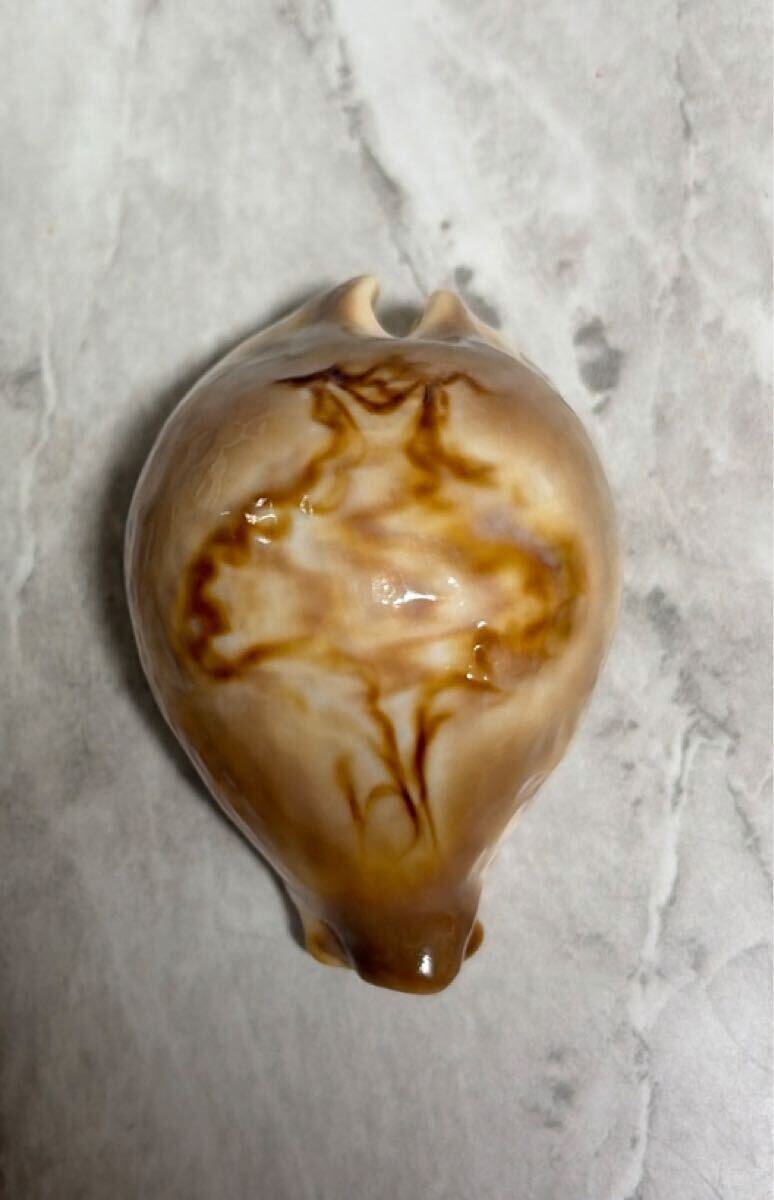 超希少)リュウグウダカラ 貝殻 標本 タカラガイ 竜宮宝 宝貝(科学