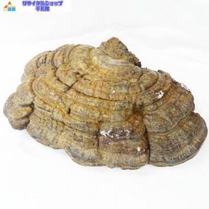 サルノコシカケの値段と価格推移は？｜4件の売買データから