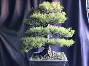 盆栽 真柏のYahoo!オークション(旧ヤフオク!)の相場・価格を見る