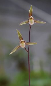 寒蘭のYahoo!オークション(旧ヤフオク!)の相場・価格を見る｜Yahoo