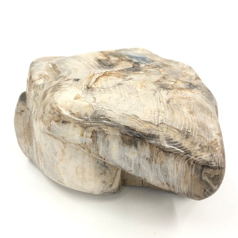 珪化木 化石の値段と価格推移は？｜19件の売買データから珪化木 化石の