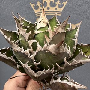 Redcatの値段と価格推移は？｜148件の売買データからRedcatの価値が