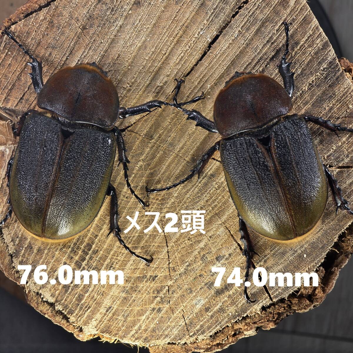 ヘラクレスオオカブトの値段と価格推移は？｜835件の売買データから