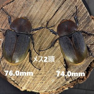 ヘラクレスオオカブトの値段と価格推移は？｜853件の売買データから